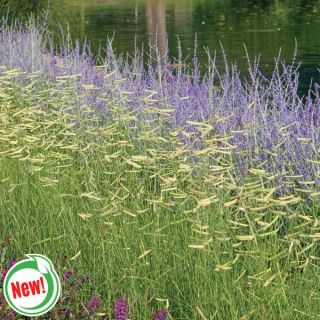 Blonde Ambition Blue Grama Grass Thumbnail